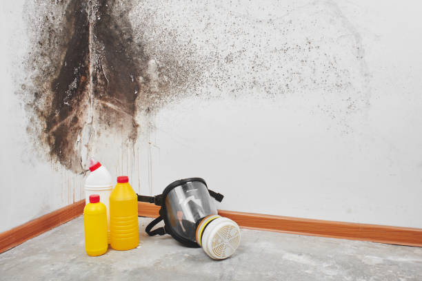 Best Insurance-Related Mold Remediation in Kaysville, UT