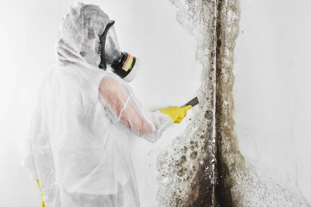 Best Mold Testing and Inspection Services in Kaysville, UT