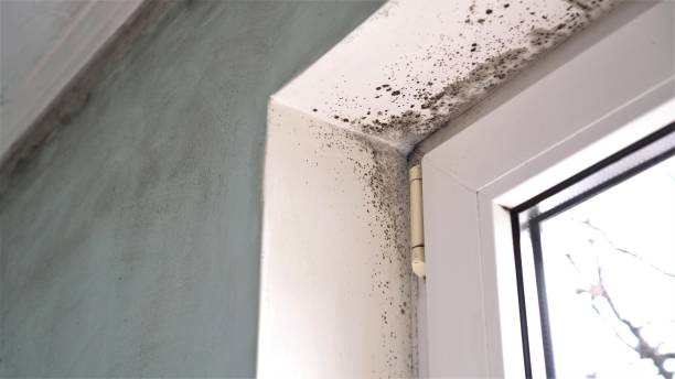 Best Residential Mold Remediation in Kaysville, UT