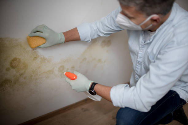 Best Emergency Mold Remediation in Kaysville, UT
