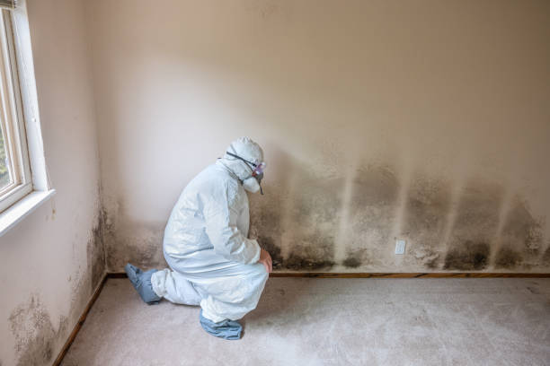 Best Bathroom Mold Remediation in Kaysville, UT