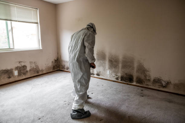 Reliable Kaysville, UT Mold Remediation Solutions